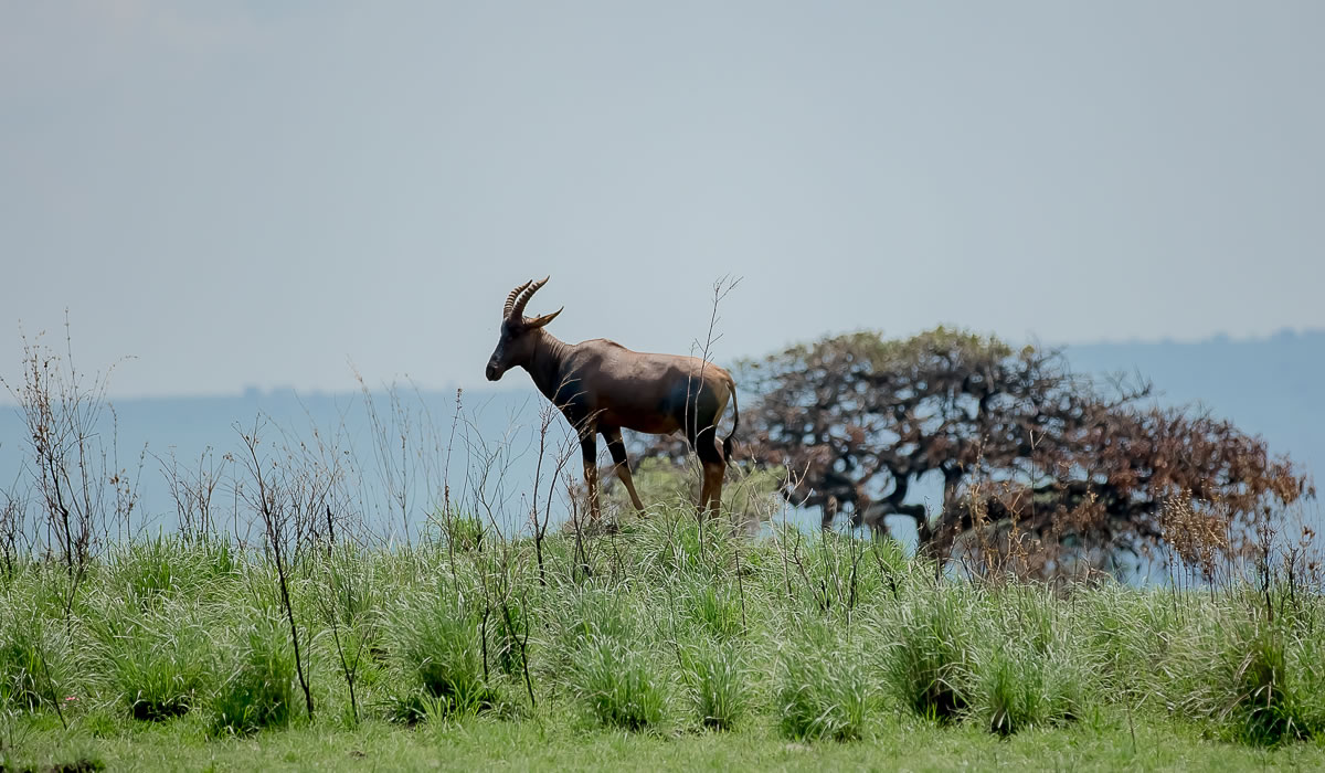 9 Days Rwanda Family Safari Adventure