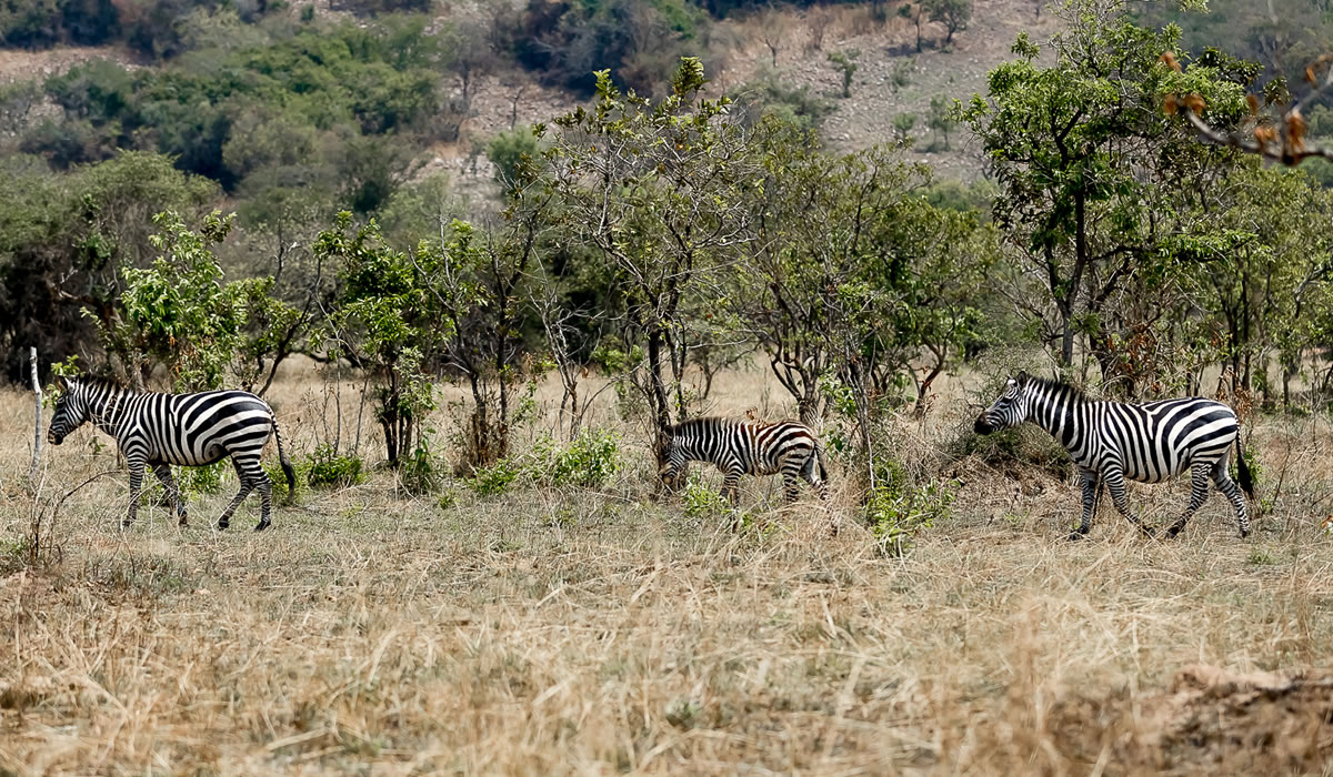 14 Days Complete Rwanda Safari Experience Tour