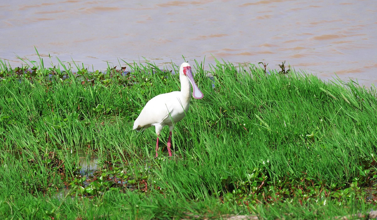 6 Days Burundi Wildlife Safari Adventure