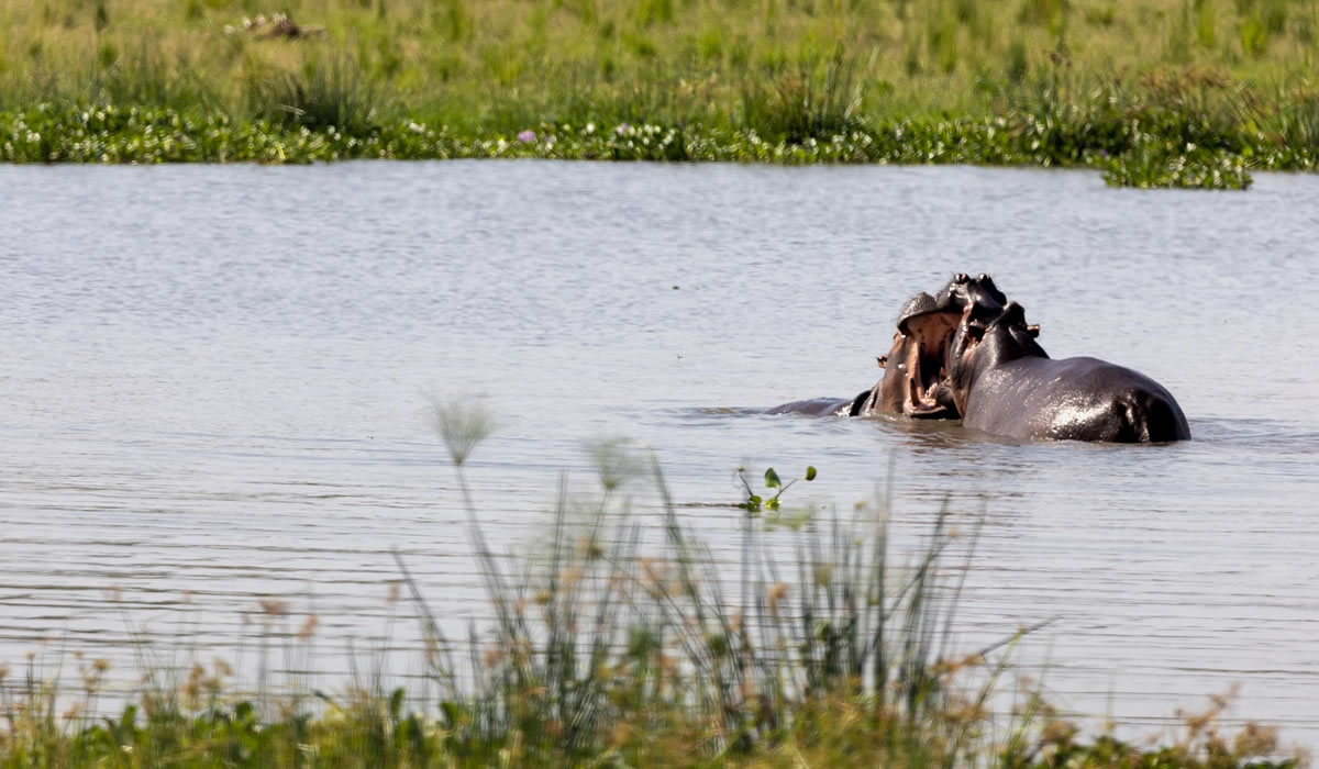 3 Days Rusizi National Park Safari Tour