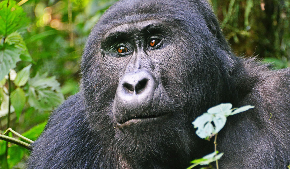 11 Days Uganda Gorilla Trekking and Adventure Safari