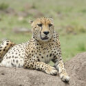 12 Days Kenya Luxury Safari Experience, Kenya Safaris