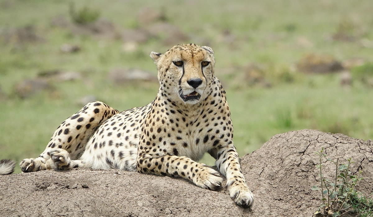 12 Days Kenya Luxury Safari Experience, Kenya Safaris