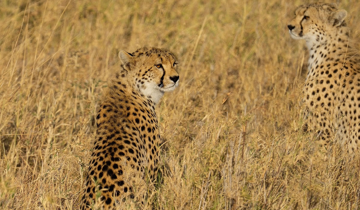 3 Days Serengeti Safari Experience