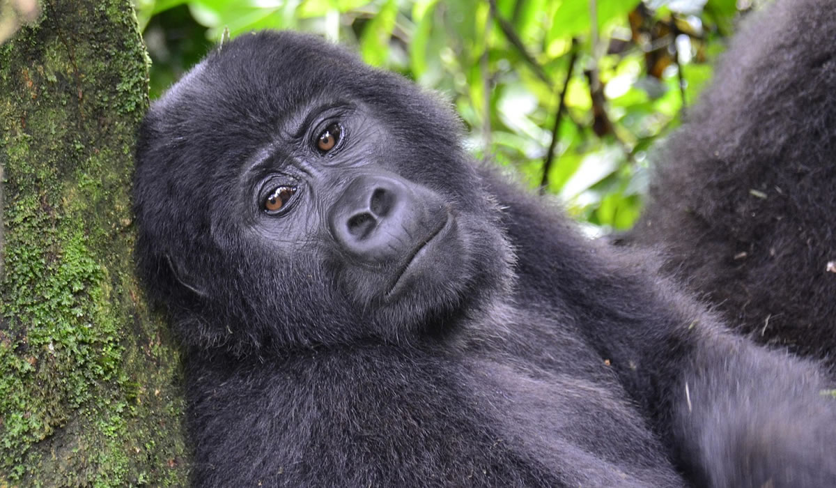 5 Days Lowland Gorillas and Wildlife Safari