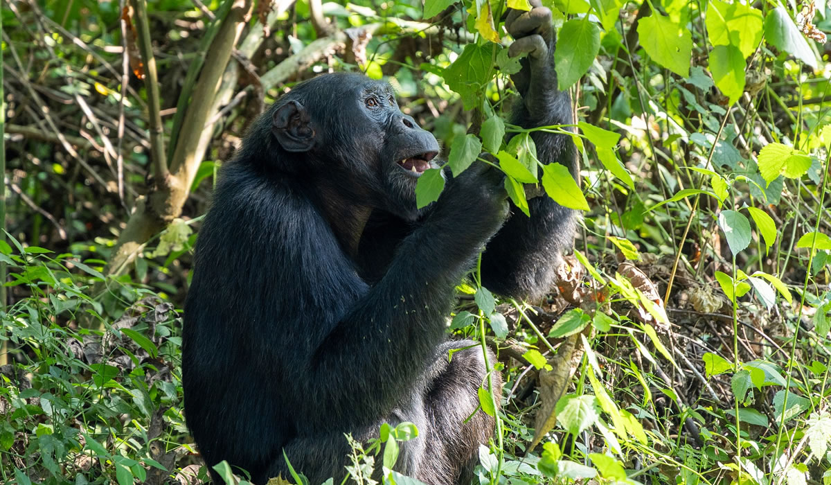 10 Days Congo Gorillas, Chimps and Wildlife Tour