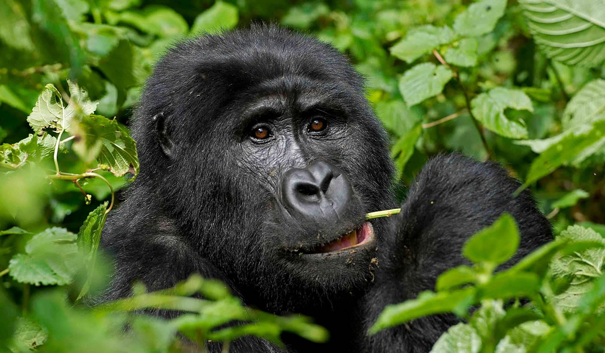 4 Days Virunga National Park Safari Tour