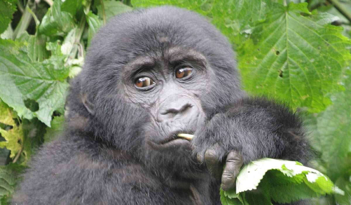 5 Days Virunga and Tchegera Island Safari