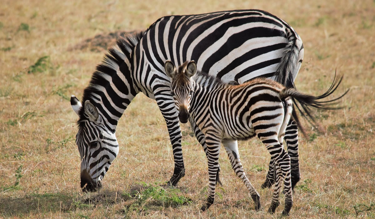 10 Days Kenya Wildlife and Culture Safari