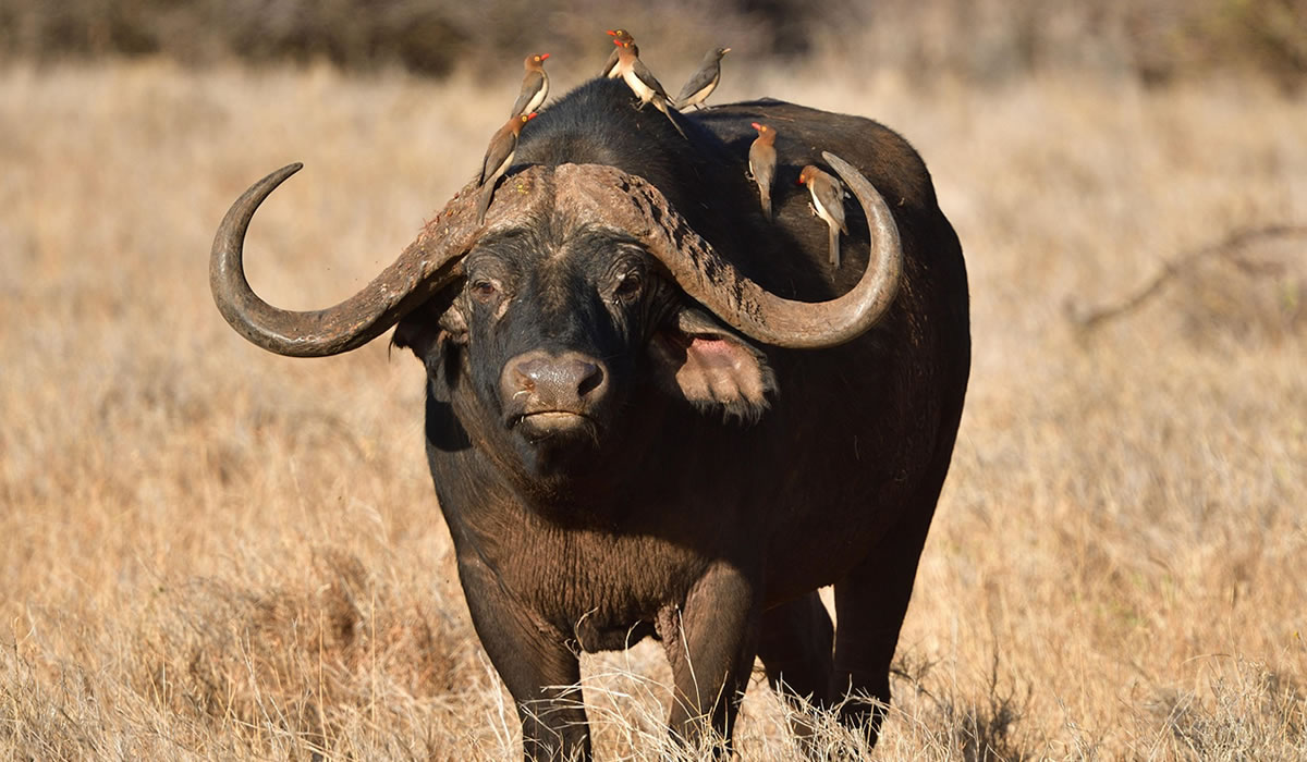 9 Days Kenya Big Five Safari Tour