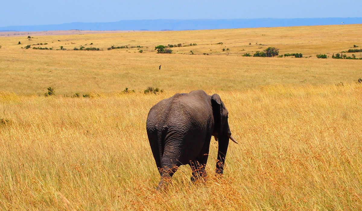 7 Days Best of Kenya Safari Holiday