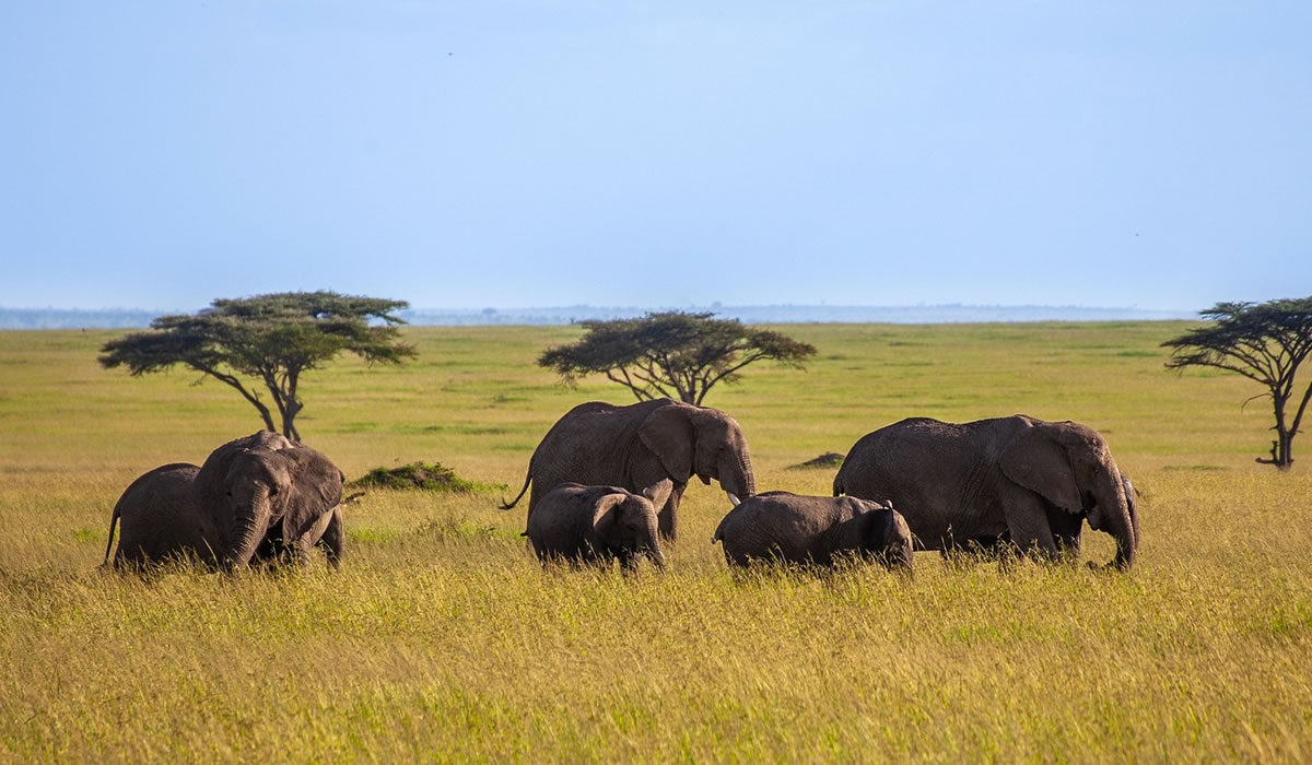 3 Days Amboseli Safari Experience