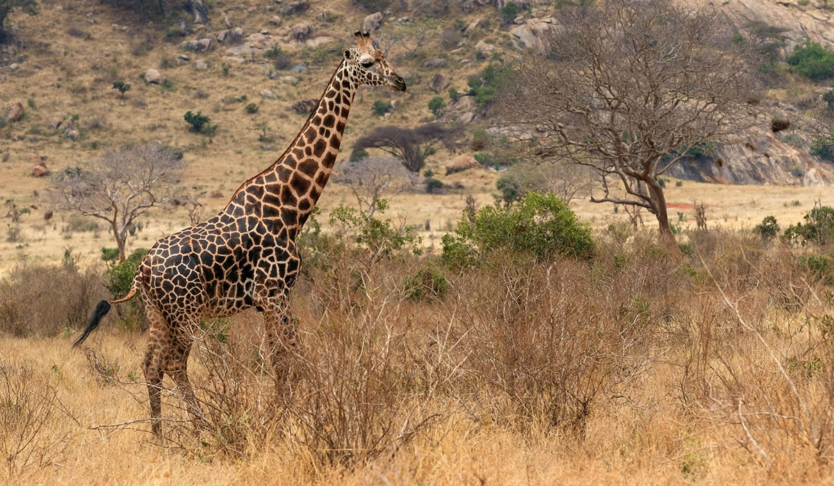 12 Days Classic Kenya Safari Tour