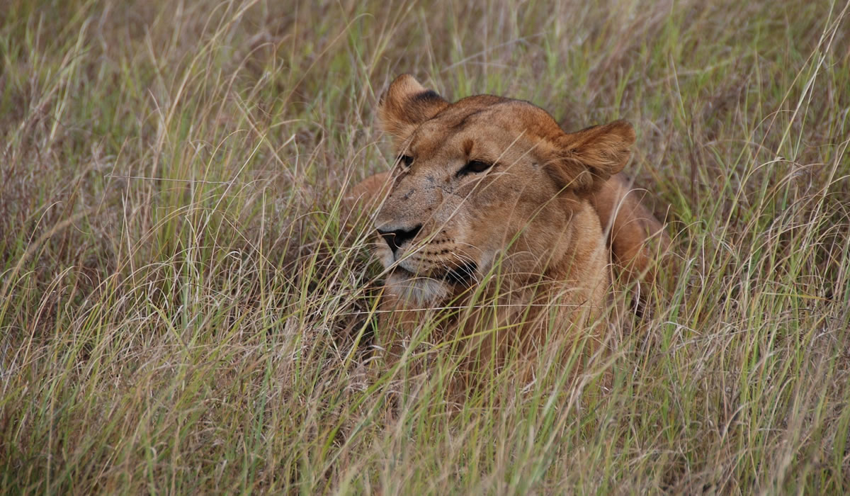 2 Days Masai Mara Safari Tour