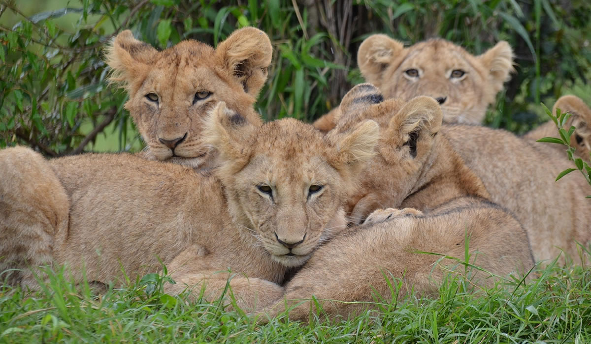 4 Days Tsavo East and West Safari Tour