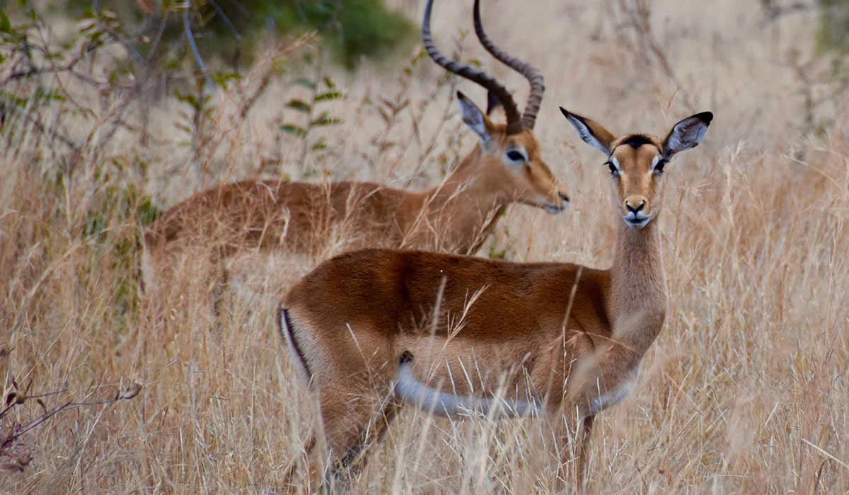 6 Days Kenya Wildlife Safari Adventure