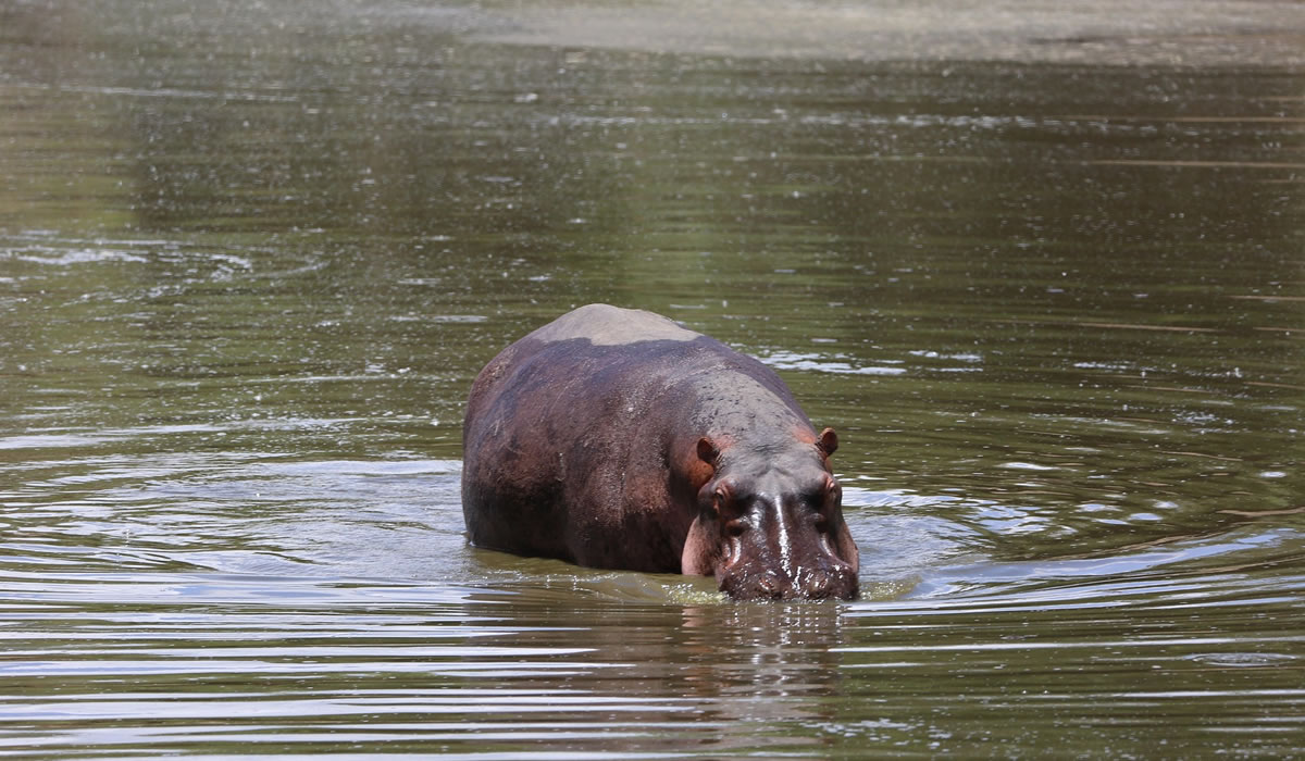4 Days Masai Mara and Lake Naivasha Safari