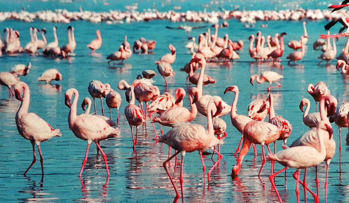 5 Days Masai Mara and Lake Nakuru Safari