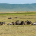 12 Days Best of Tanzania Safari Experience, Tanzania Safaris