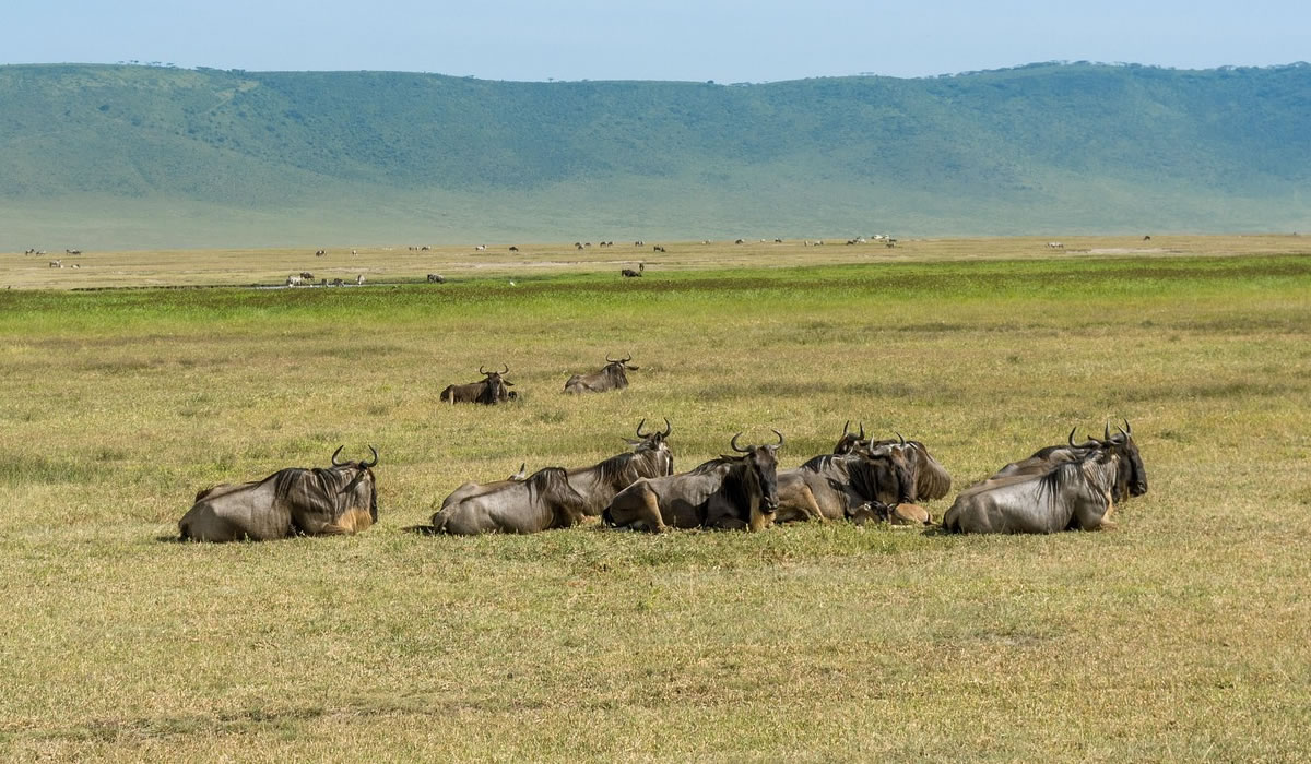 12 Days Best of Tanzania Safari Experience, Tanzania Safaris