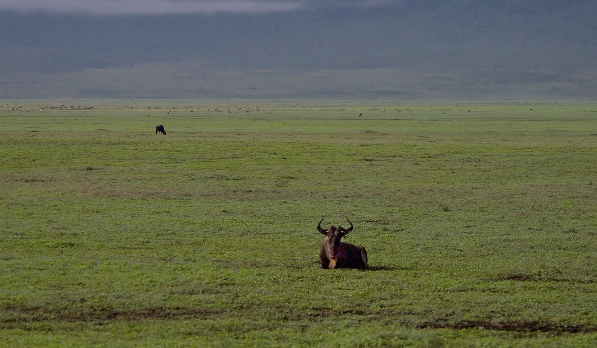 2 Days Ngorongoro Crater Safari Tour