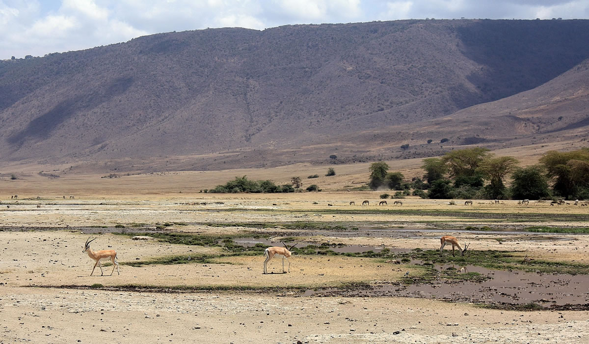4 Days Serengeti and Ngorongoro Safari Tour