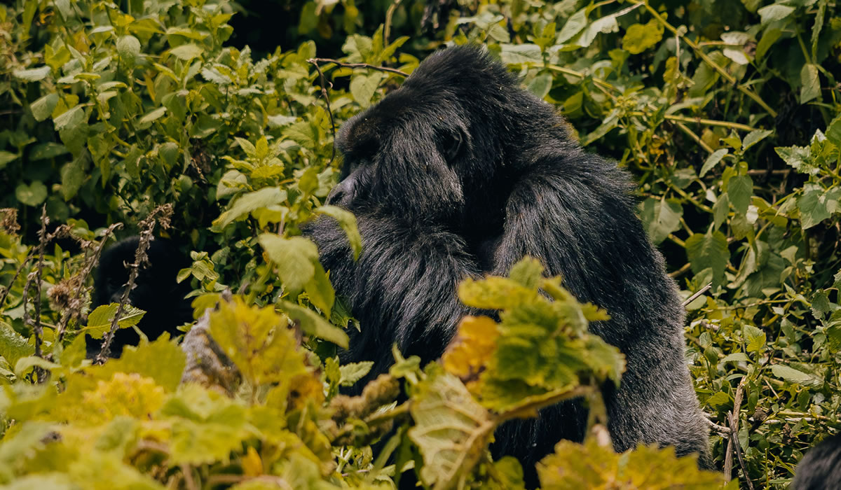 9 Days Around Rwanda Wildlife and Primate Adventure