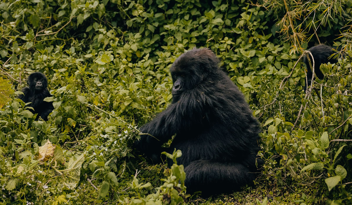 Best Time to Visit Rwanda for Gorilla Trekking