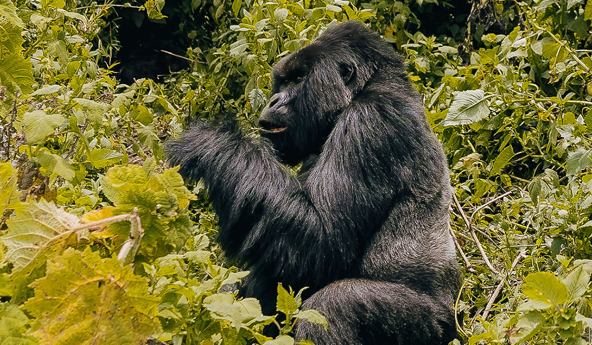 6 Days Best of Rwanda Wildlife and Primate Tracking Safari