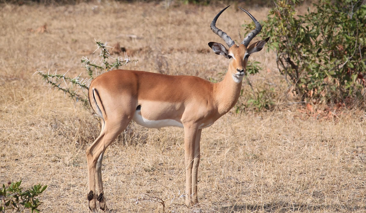 5 Days Tanzania Wildlife Safari Tour