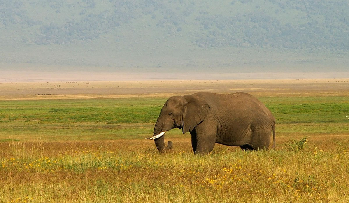 5 Days Serengeti and Ngorongoro Safari Holiday