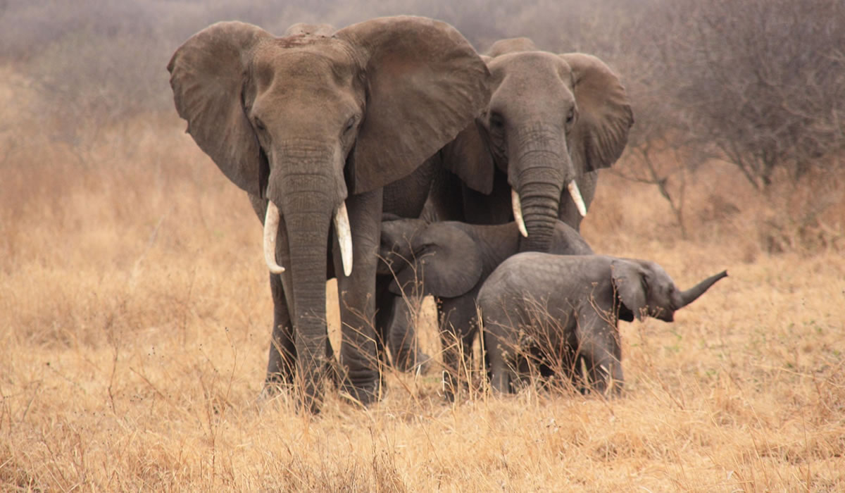 7 Days Tanzania Classic Safari Tour
