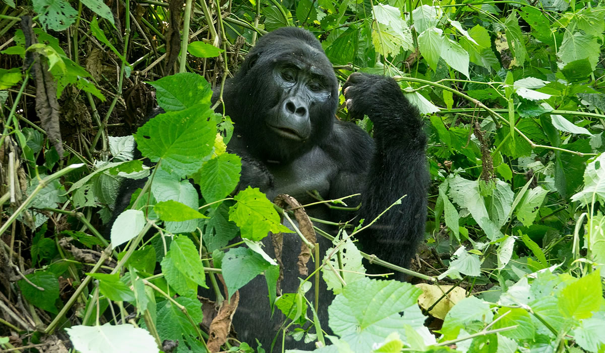 3 Days Virunga Gorilla Trekking Safari