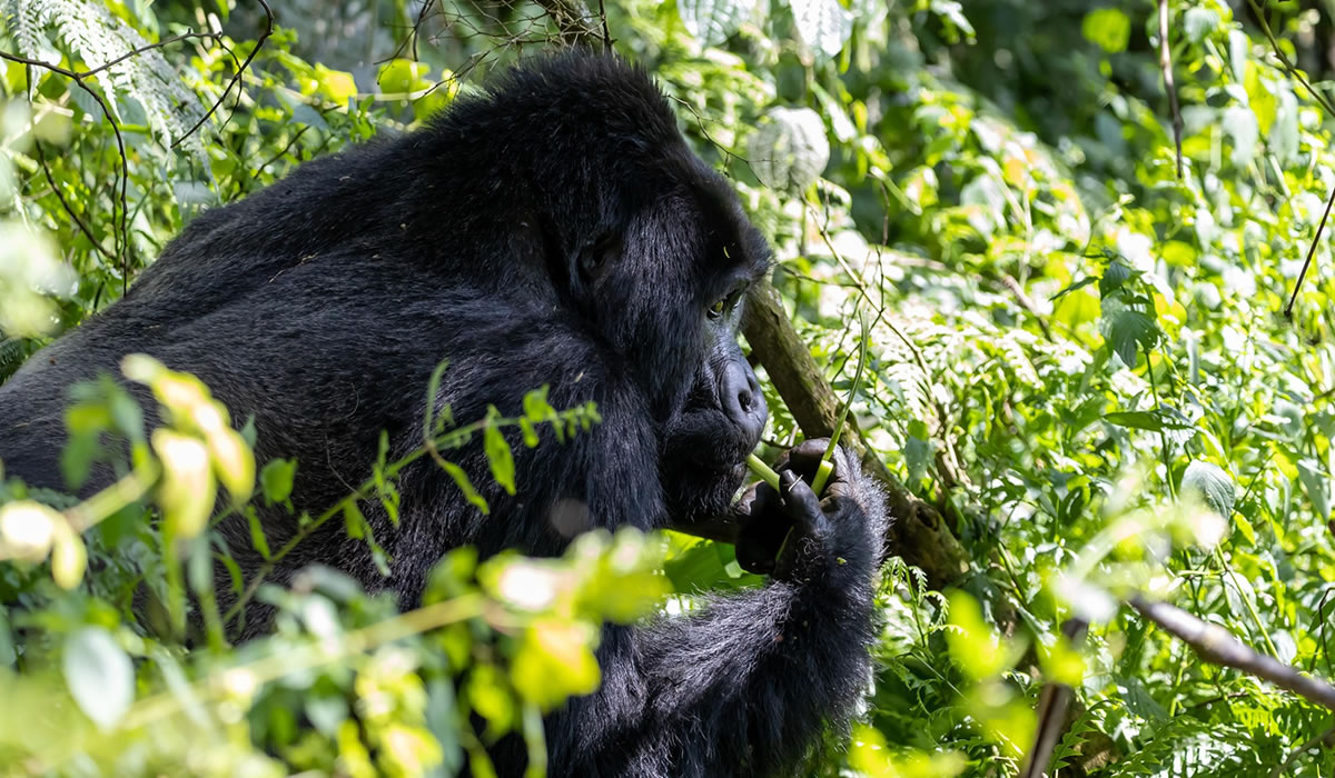 7 Days Best of Congo Gorilla Safari Tour