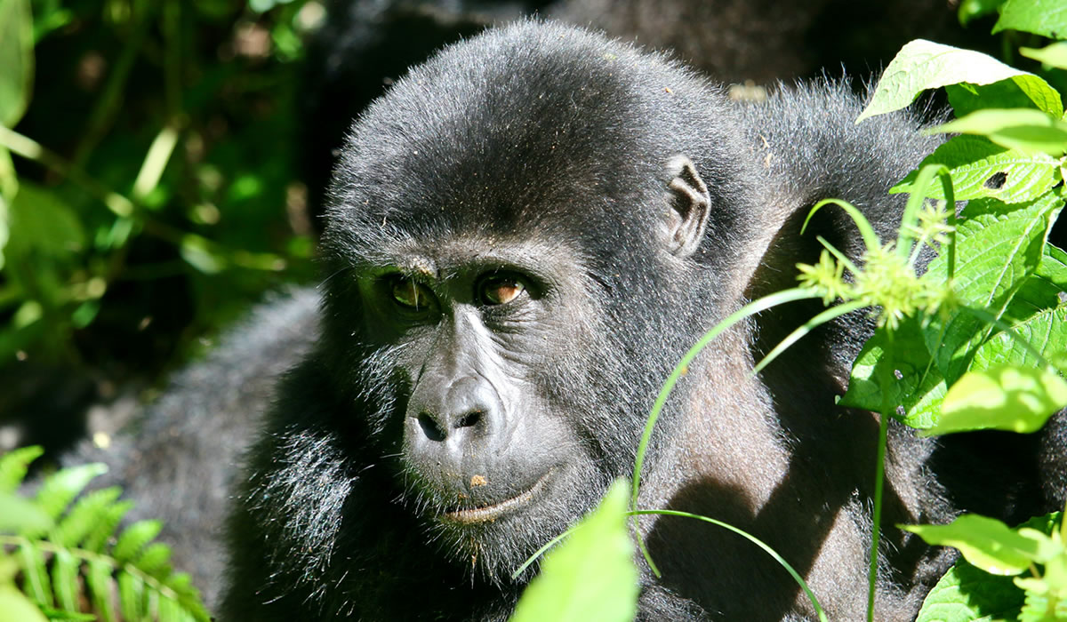 8 Days Congo Wildlife and Cultural Safari