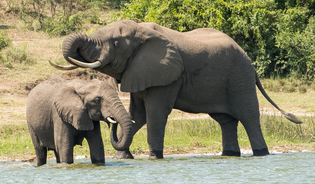 16 Days Uganda Complete Safari Holiday