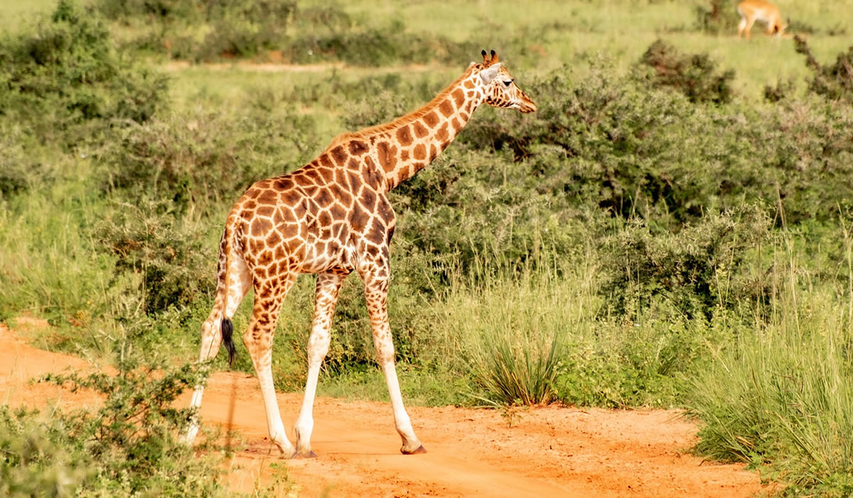 2 Days Murchison Falls Safari Tour