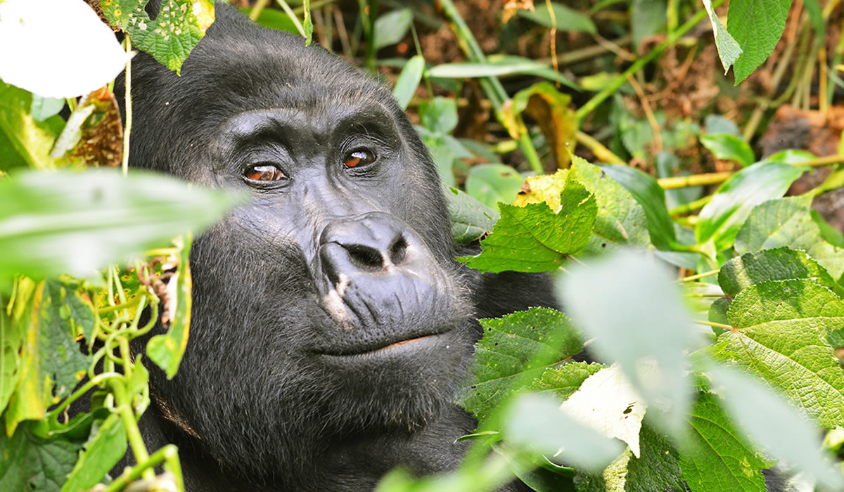 7 Days Uganda Gorilla and Chimpanzee Safari