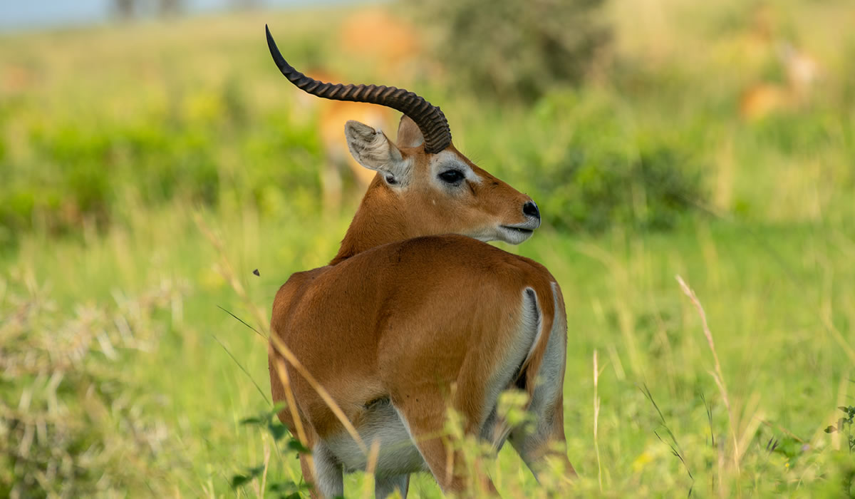 16 Days Ultimate Uganda Safari Experience
