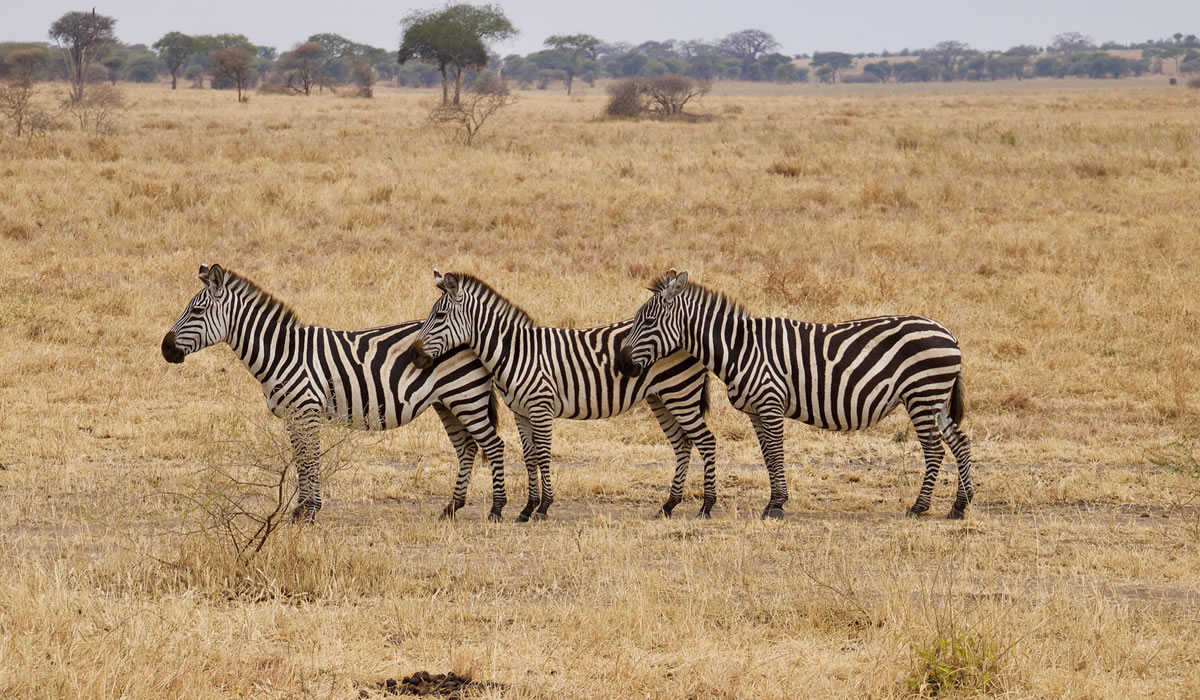 3 Days Masai Mara Safari Holiday