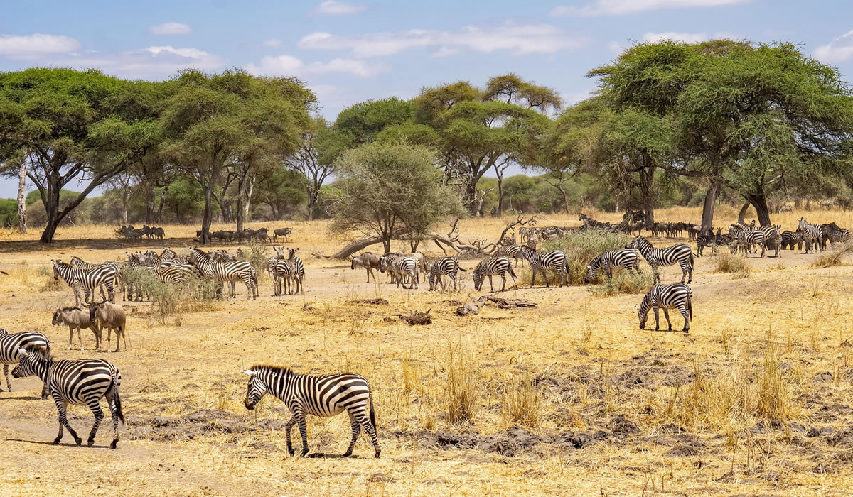 11 Days Tanzania Luxury Safari Holiday