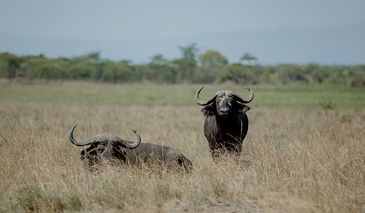 Top 10 Reasons to Choose a Rwanda Safari Tour