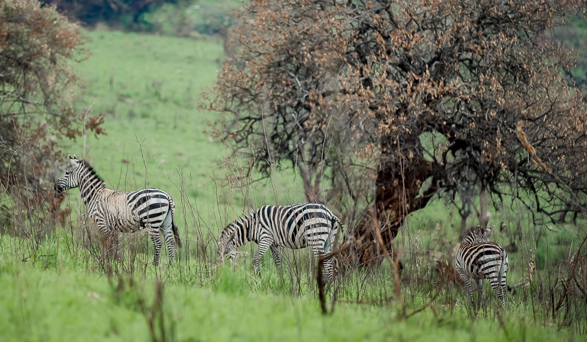 How to Choose the Best Rwanda Safari Package