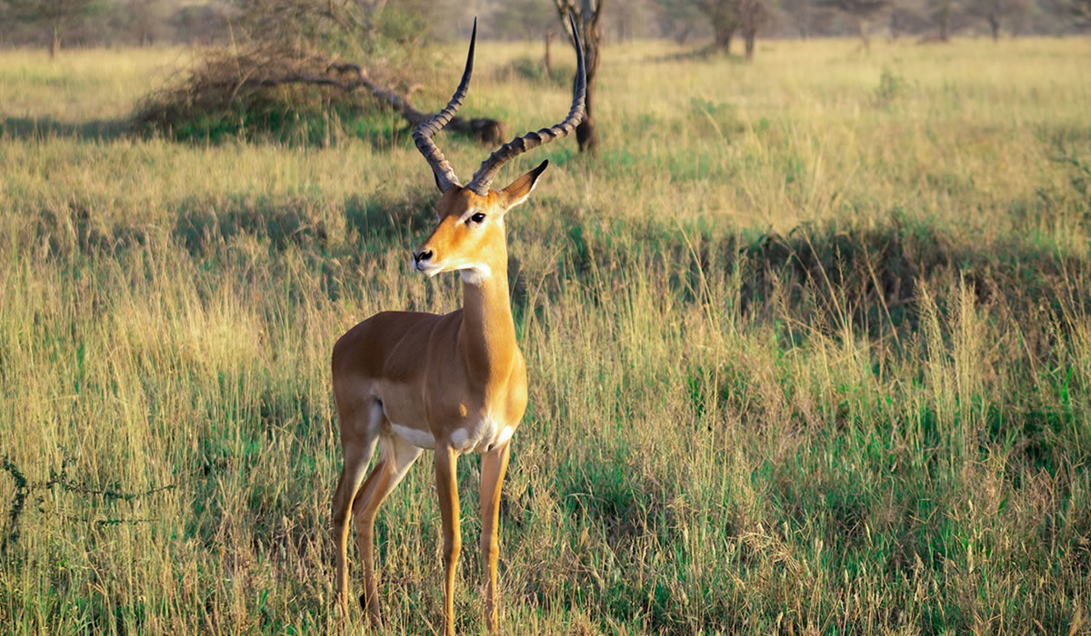 8 Days Tanzania Northern Circuit Safari