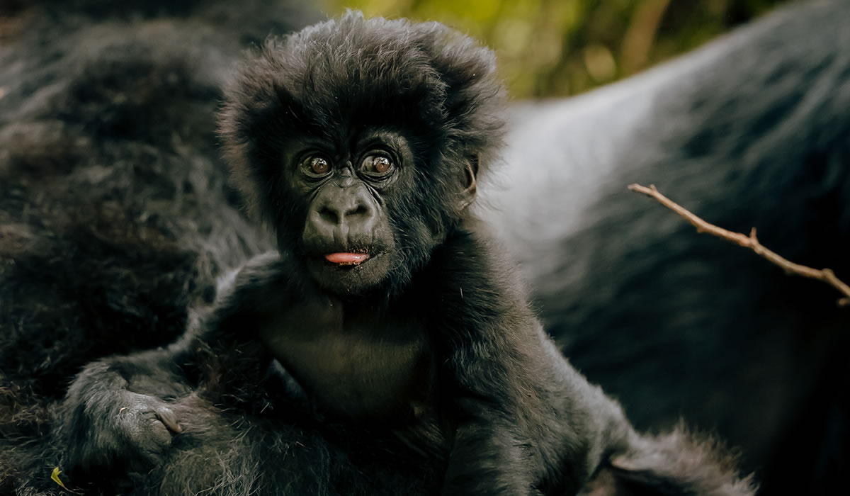 5 Days Rwanda Gorilla Trekking and Cultural Experience