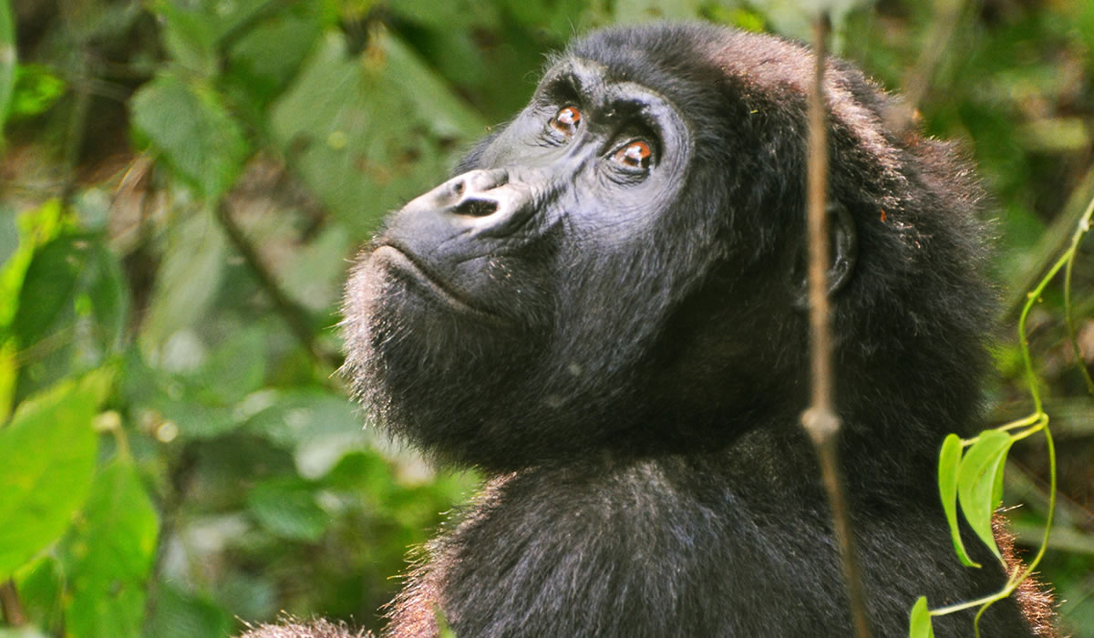 9 Days Uganda Gorillas, Chimps and Wildlife Tour