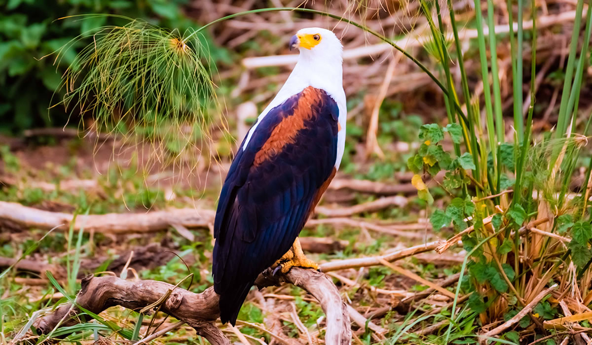 8 Days Rwanda Birding and Big 5 Safari Adventure