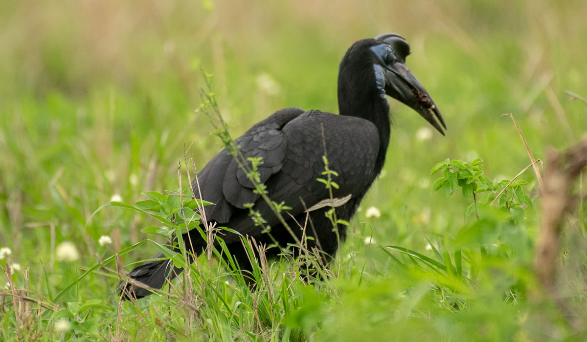 15 Days Uganda Birding and Wildlife Safari Adventure
