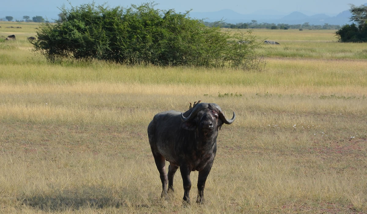 6 Days Tanzania Big Five Safari Experience