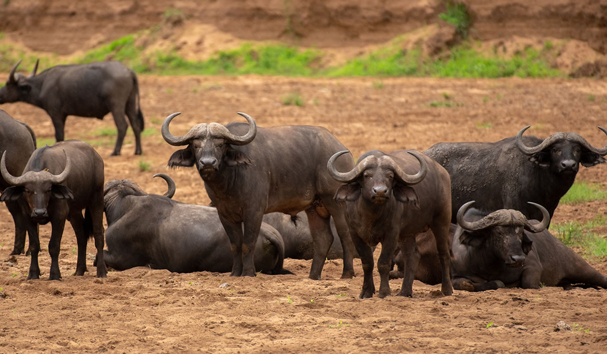13 Days Best Uganda Wildlife Safari Tour